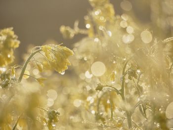 Close-up of plant against blurred background