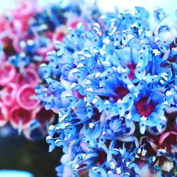 Close-up of flowers