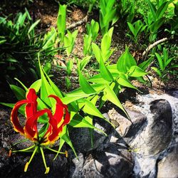 Close-up of red flower