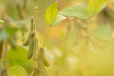 Close-up of yellow flowering plant