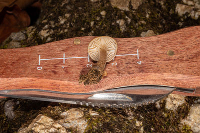 High angle view of a mushroom on a knife
