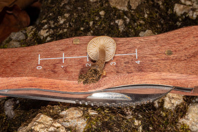 High angle view of shoes on wood