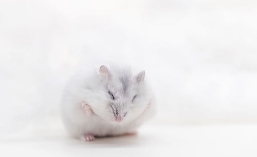 Close-up of a cat over white background