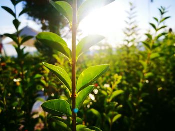 Close-up of fresh green plant