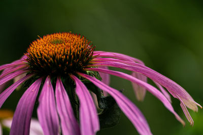 Close-up of pink flower