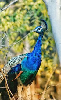 Close-up of peacock perching on tree