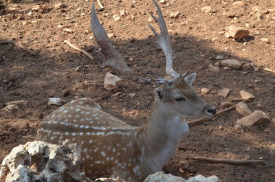 Deer on field