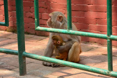 Monkey sitting on railing 
