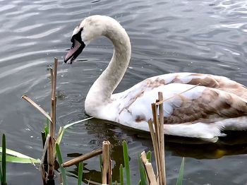 Swan floating on lake