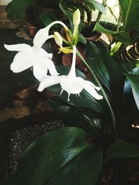 Close-up of white flowering plant