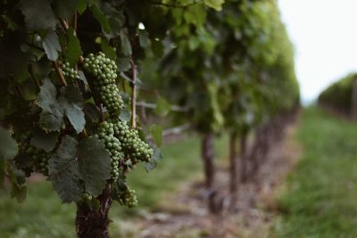 Close-up of grapes growing in vineyard