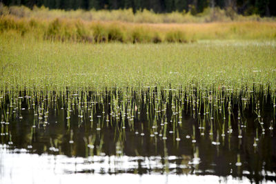Reeds in water
