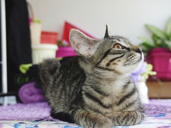 Close-up of a cat looking away