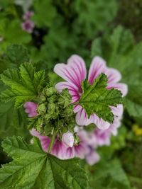 Close-up of pink flowering plant leaves