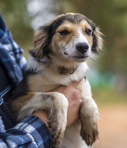 Portrait of dog sitting outdoors