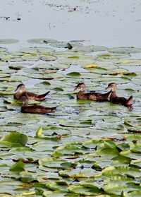 Ducks swimming in a lake