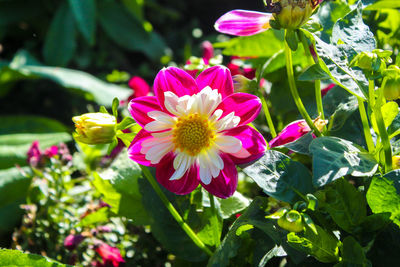 Close-up of flowers blooming outdoors