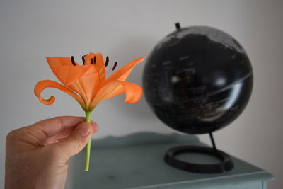 Cropped hand holding orange flower at home