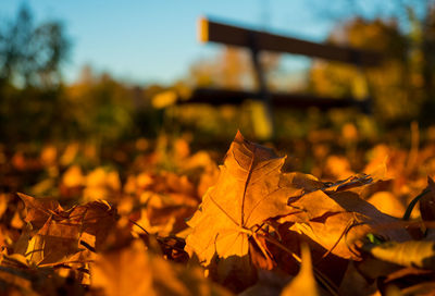 Close-up of dry maple leaves on land