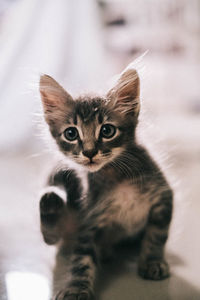 Close-up portrait of a cat