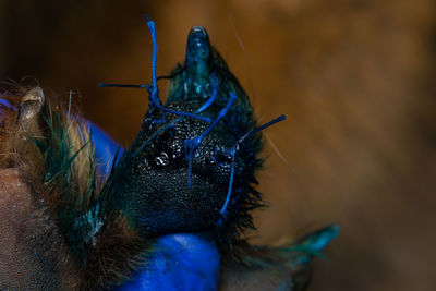 Close-up of a bird