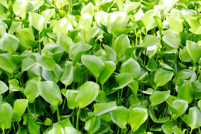 Green water leaf full frame background