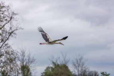 Low angle view of bird flying against sky