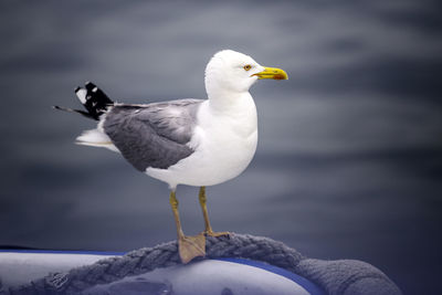 Close-up of seagull perching on a water