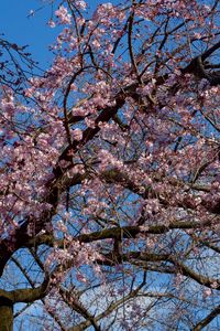 Low angle view of cherry blossoms