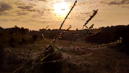 Close-up of plants on field against sky at sunset