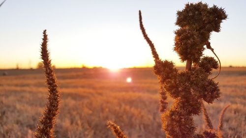 Close-up of plants against clear sky at sunset