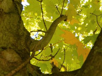 Low angle view of tree against clear sky