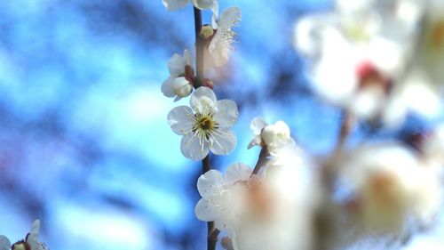 Close-up of white flower