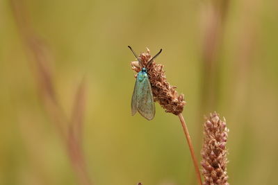 Close-up of butterfly pollinating on flower