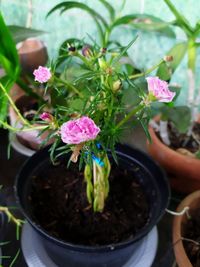 High angle view of potted plant