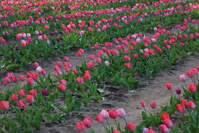 Pink tulips growing on field