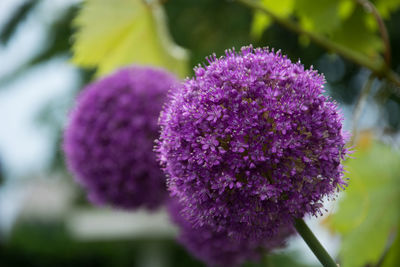 Close-up of pink flowers