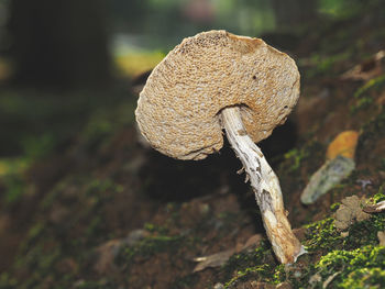 Close-up of mushroom