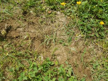 High angle view of plants on field