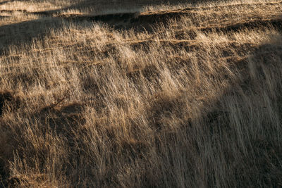 grass