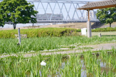 Plants growing in front of built structure