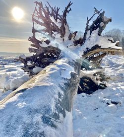 Snow covered trees on land against sky