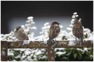 Birds perching on wood