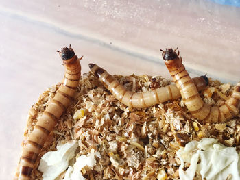 High angle view of shells on shore