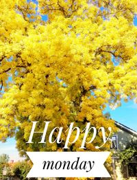 Low angle view of yellow sign on tree against sky