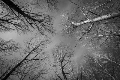 Low angle view of tree against sky