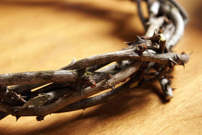 Close-up of grasshopper on wood
