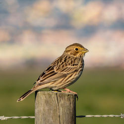 Close-up of bird perching on wooden post