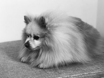 Close-up of a dog looking away