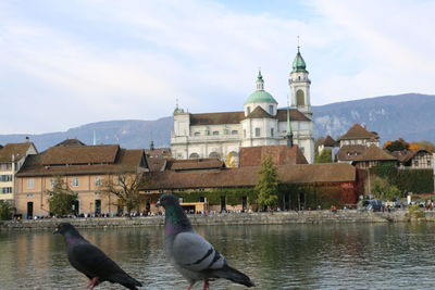 View of birds by lake against buildings